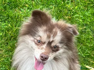 Pomeranian dogs Rare Merle Pomeranian For Stud Derbyshire in Chesterfield - Advert 1