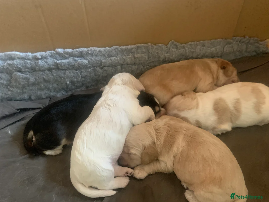Cocker Spaniel dogs for sale: Stunning show type cocker spaniel pups  - Advert 2