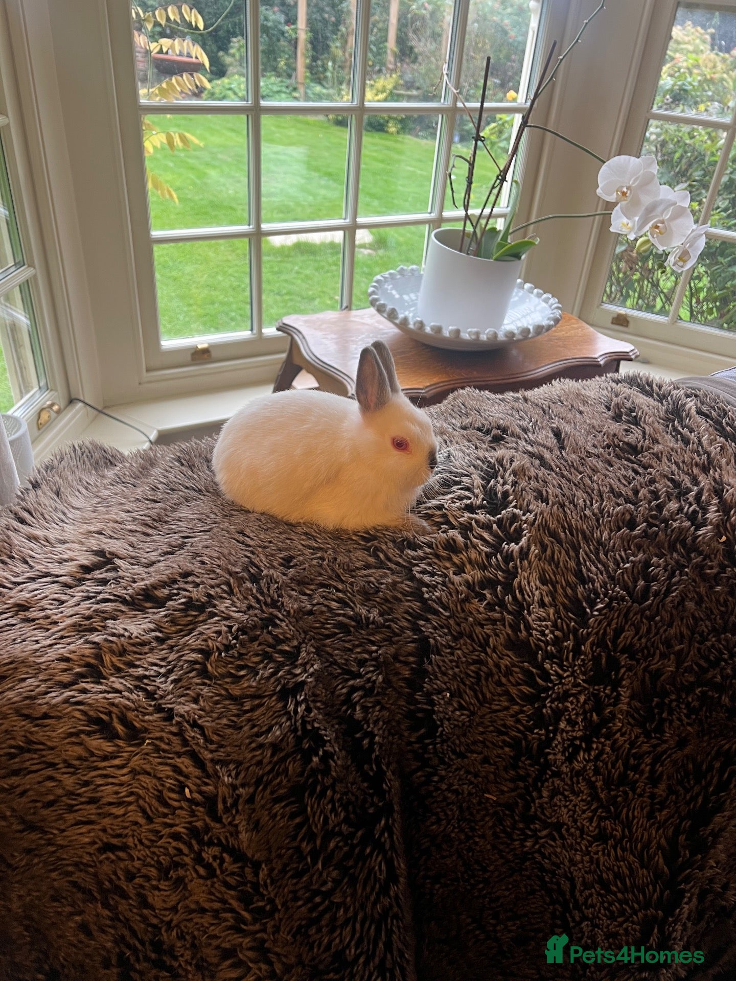 Netherland Dwarf rabbits Pure Bred Netherlands Dwarf and a Pair of Dutch! - Advert 15