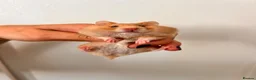 Hamster rodents for sale: Baby syrian hamsters  - Advert 12