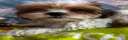 Mixed Breed dogs for sale: Puppy in Perth - Advert 3