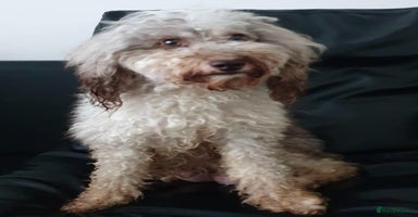 Cavapoo dogs in Manchester - Advert 12