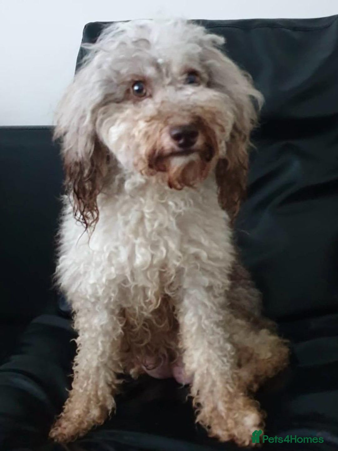 Cavapoo dogs for sale: BEAUTIFUL CHOCOLATE MERLE CAVAPOO GIRL in Manchester - Image 3