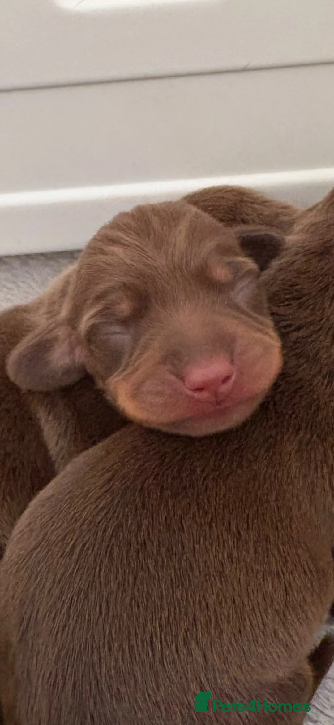 Miniature Dachshund dogs for sale: Choc n tan miniature dachshunds  - Advert 15