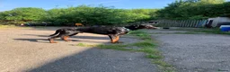 Dobermann dogs for stud: Stunning Top Quality Pedigree Dobermann in Huddersfield - Advert 3