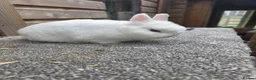 Netherland Dwarf rabbits for sale: Netherland Dwarf kits black otter, agouti vienna  - Advert 2