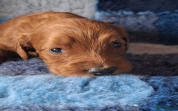 Cockapoo dogs for sale: Cockerpoo Puppies – Standard Size Red Boys Only - Image 7