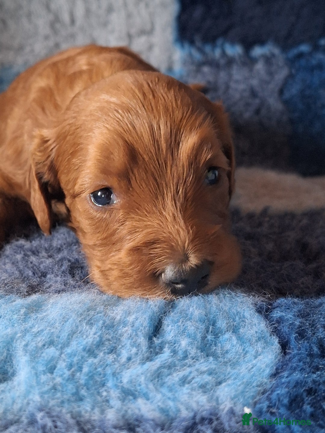 Cockapoo dogs for sale: Cockerpoo Puppies – Standard Size Red Boys Only - Image 7