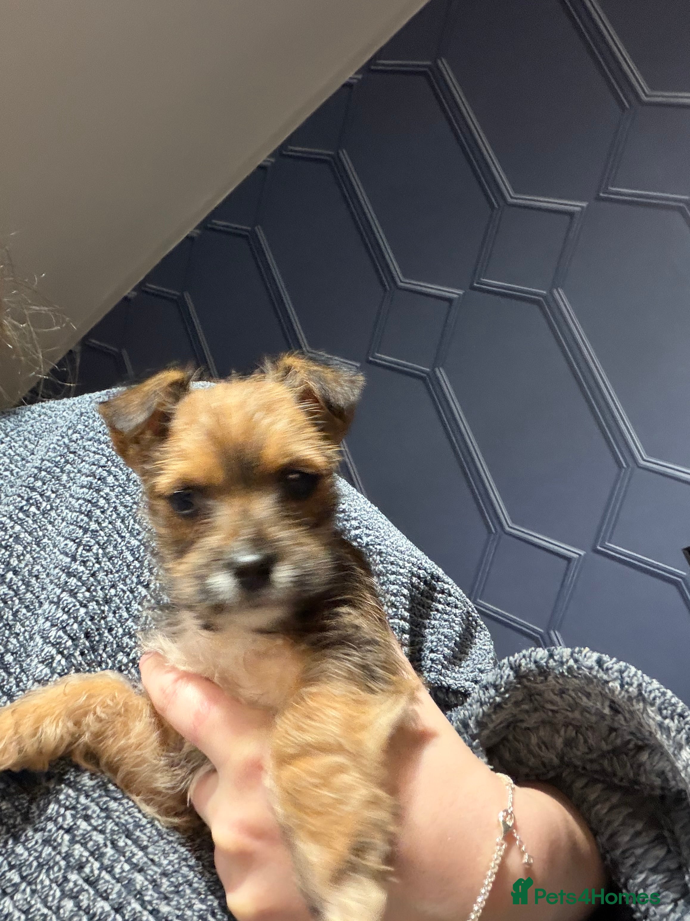 Mixed Breed dogs YORKIE X WESTIE female Pup - Advert 5