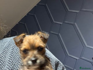 Mixed Breed dogs YORKIE X WESTIE female Pup - Advert 5