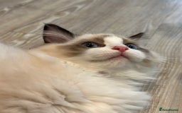 Ragdoll cats for sale: Rare European Chunky ragdolls - Image 20