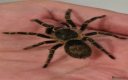 Tarantulas invertebrates for sale: Grammostola pulchripes with set up  - Image 2