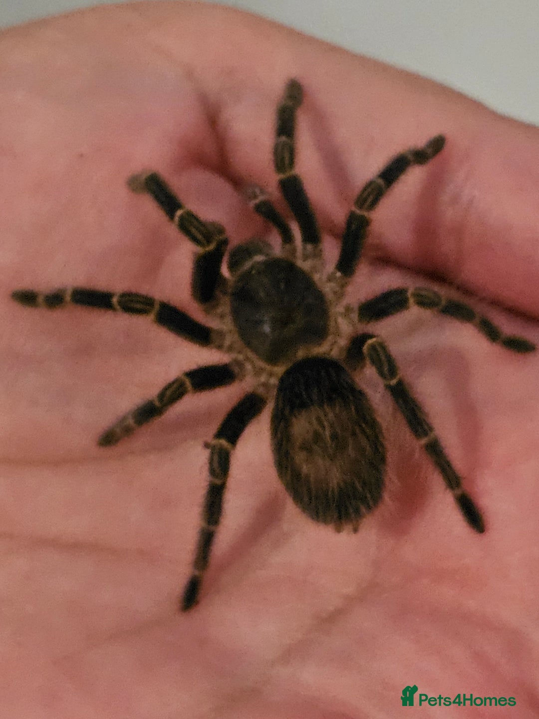 Tarantulas invertebrates for sale: Grammostola pulchripes with set up  - Image 2