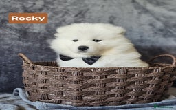 Samoyed dogs for sale: Beautiful Samoyed Puppies! ✨* - Image 5