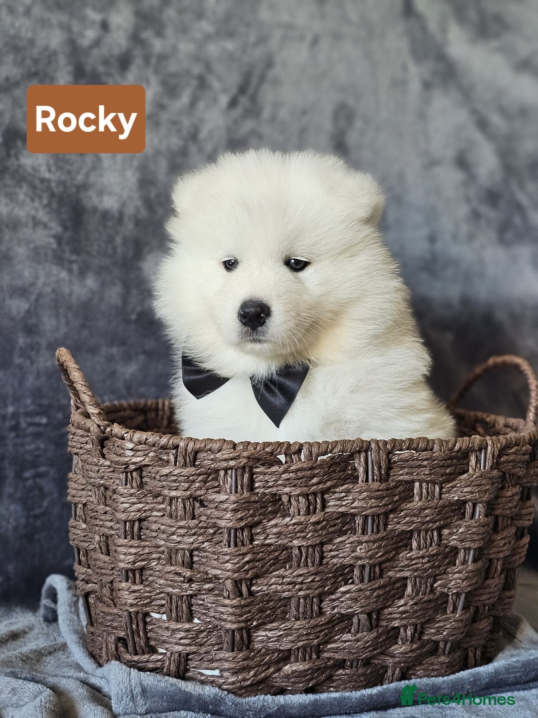 Samoyed dogs for sale: Beautiful Samoyed Puppies! ✨* - Image 5
