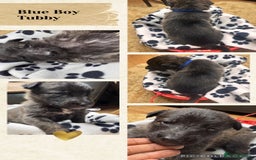 Belgian Shepherd Dog dogs for sale: 🐾 Belgian Malinois x Dutch Herder Puppies 🐾 - Image 6