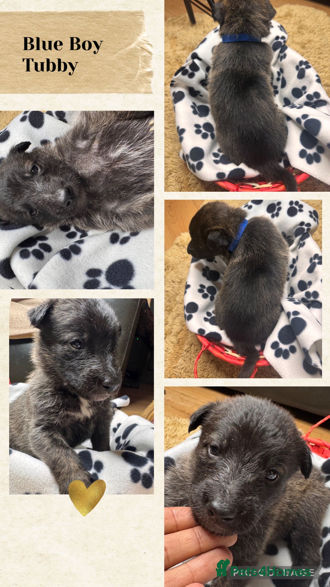 Belgian Shepherd Dog dogs for sale: 🐾 Belgian Malinois x Dutch Herder Puppies 🐾 - Image 6