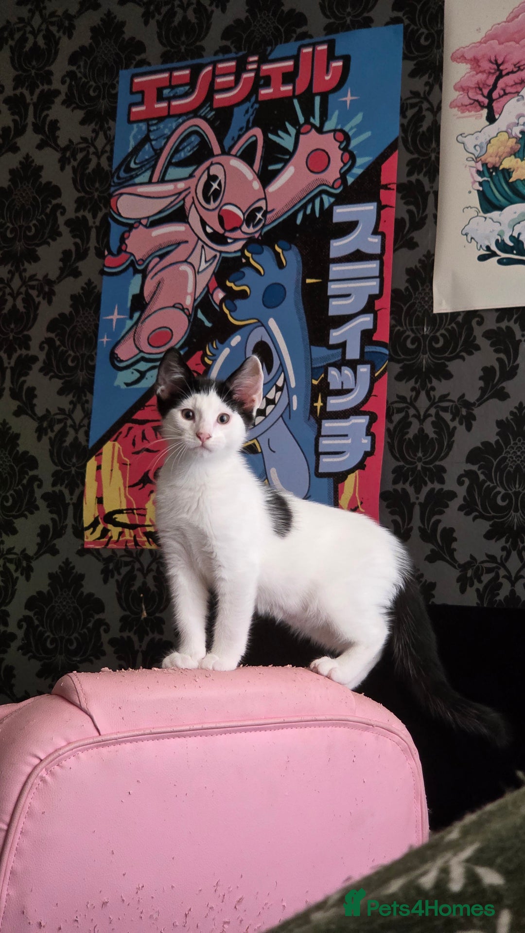 European cats for sale: 6 Kittens ready to find their new homes!! - Image 8