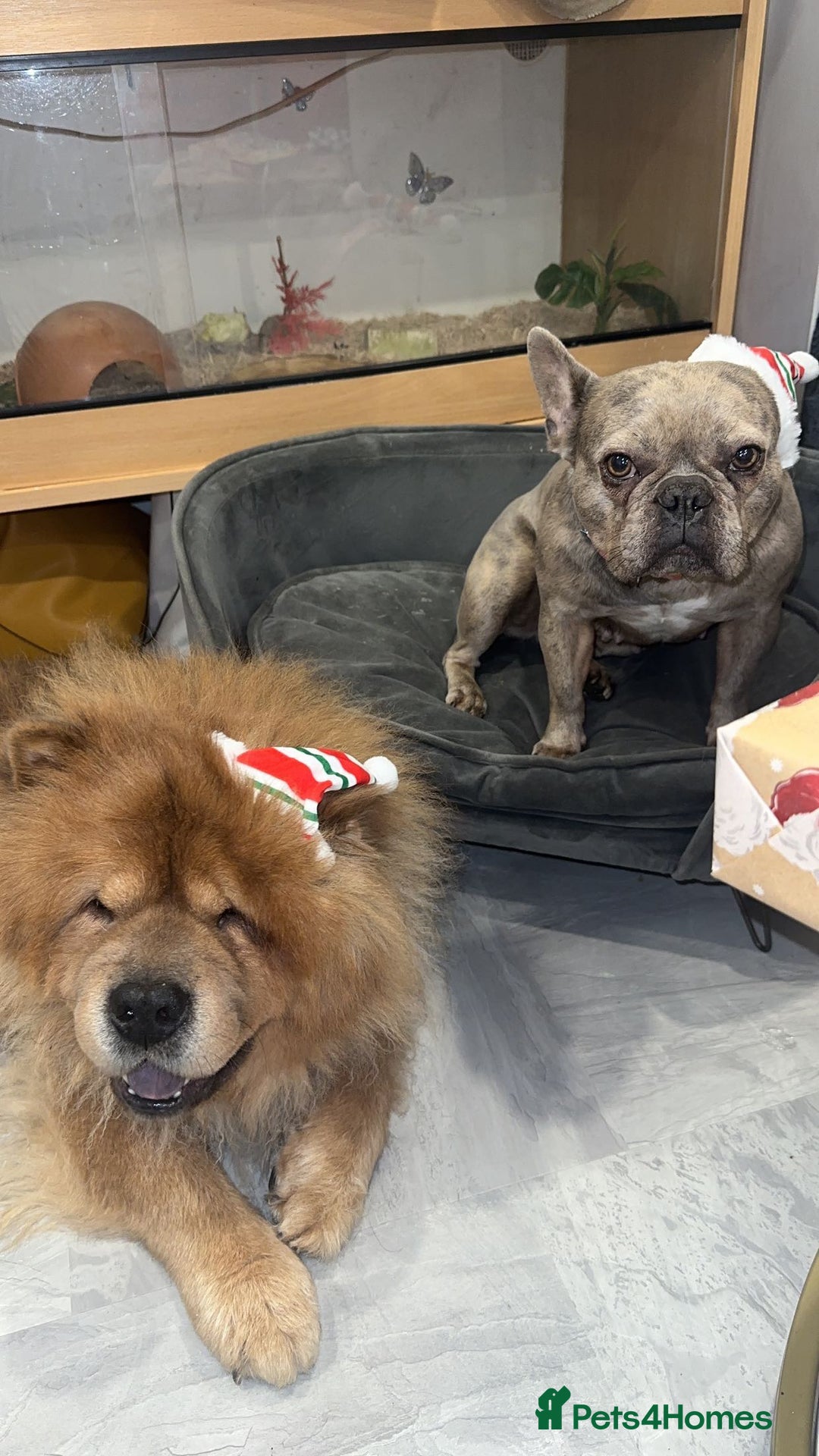 Chow Chow dogs for sale: beautiful chow male - Advert 4