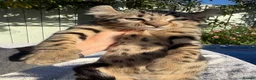 Keetso cats for sale: Awesome rare silver polydactyl female  - Advert 16