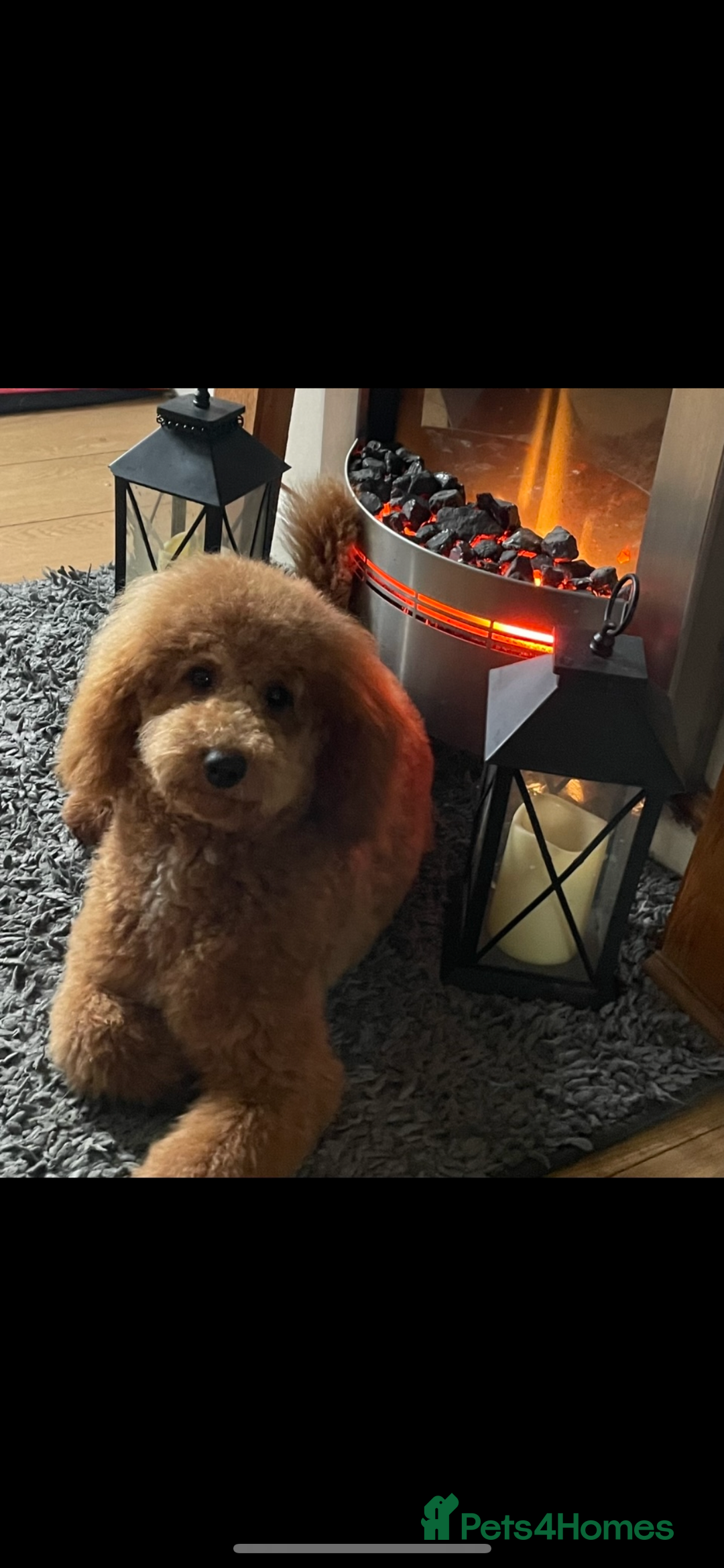 Cockapoo dogs for sale: F1 cockapoo puppies- Health test clear  - Image 34