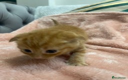 Scottish Fold cats for sale: Scottish fold/straight kittens  - Image 24