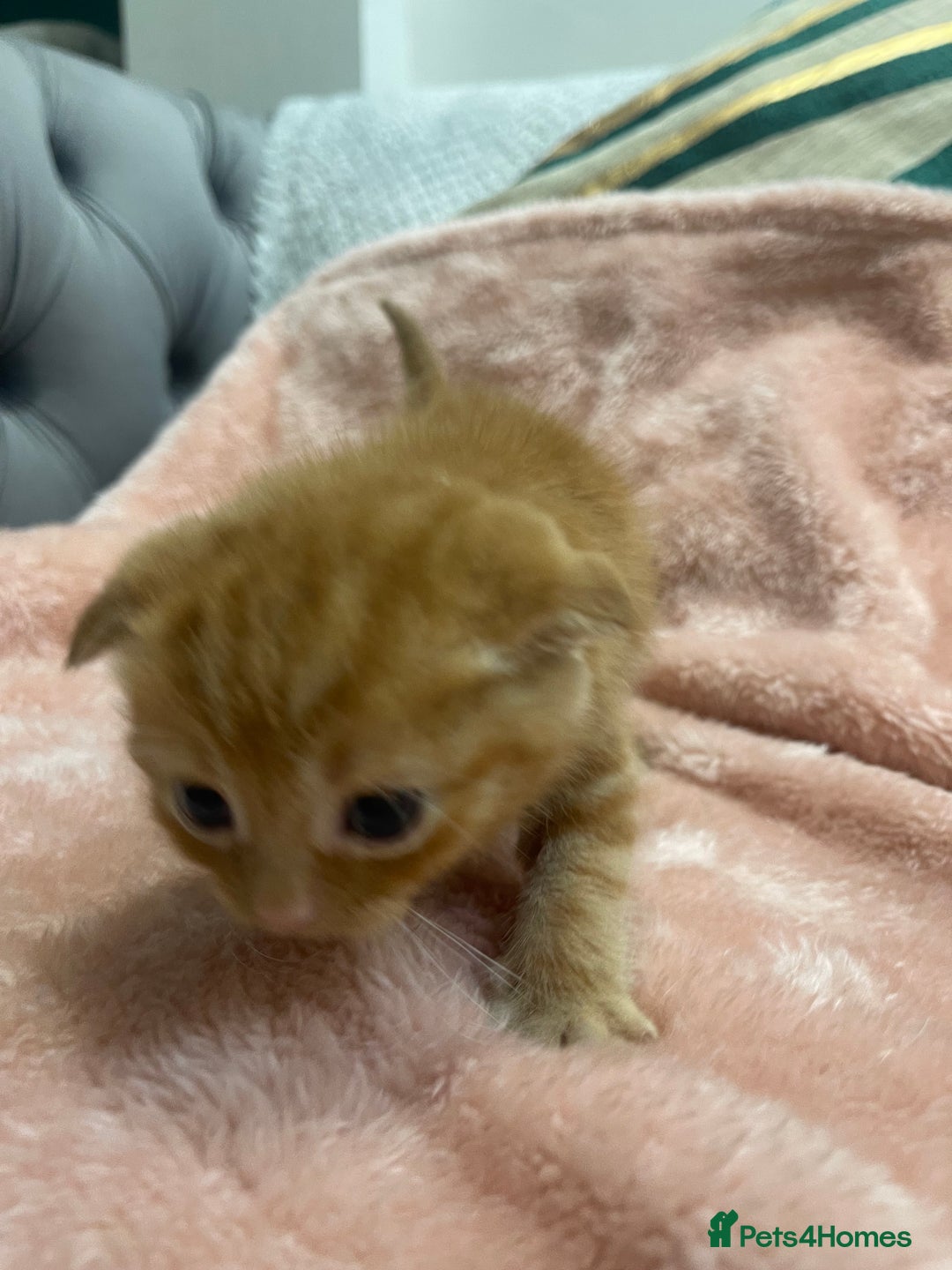 Scottish Fold cats for sale: Scottish fold/straight kittens  - Image 24