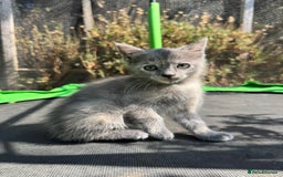 Mixed Breed cats for sale: 3 Female Ragdoll X Kittens  - Image 5