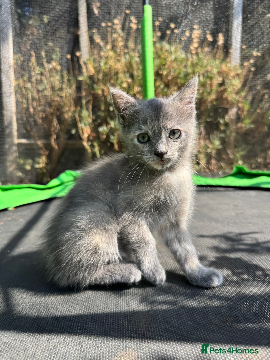 Mixed Breed cats for sale: 3 Female Ragdoll X Kittens  - Image 5