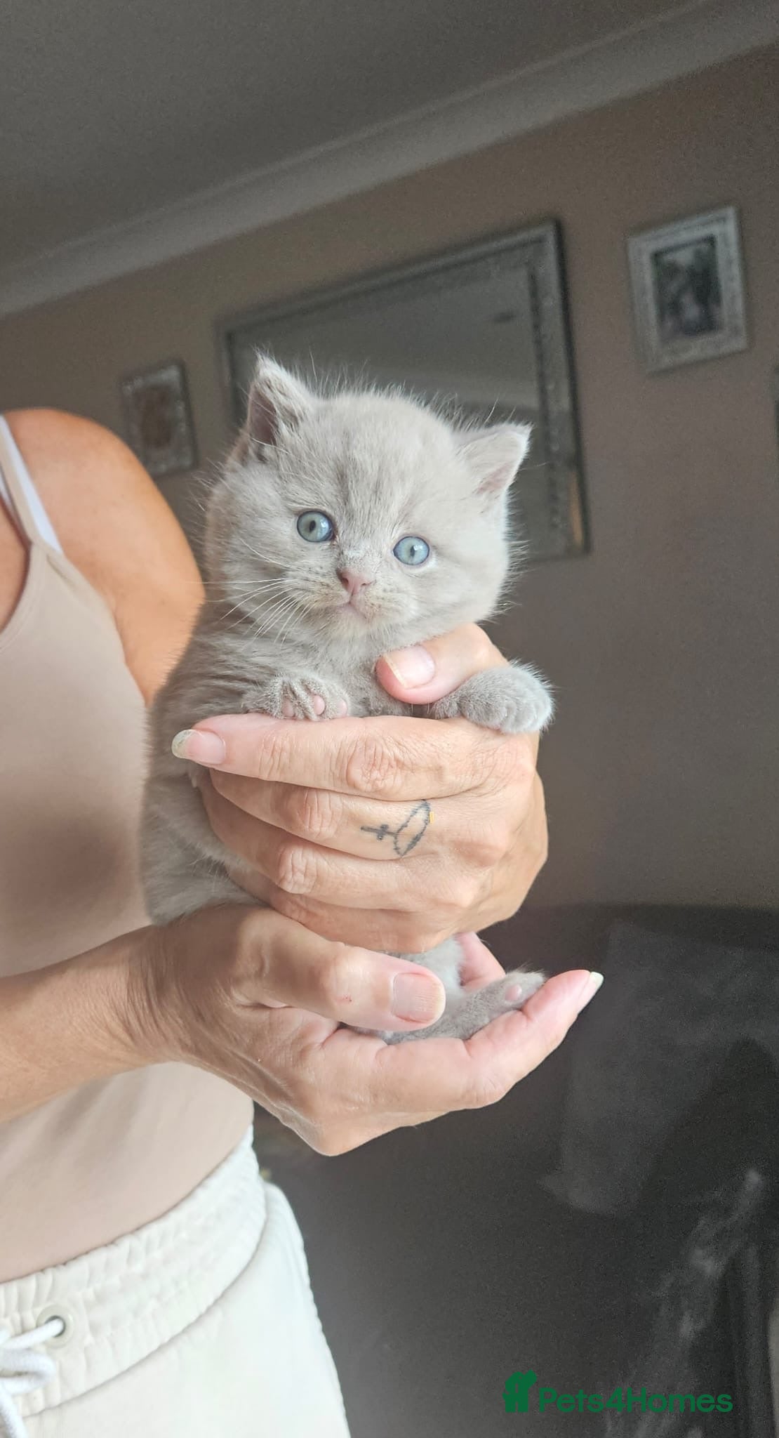 British Shorthair cats Female lilac fully health checked bsh - Advert 1