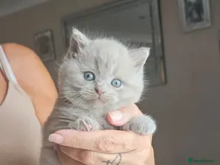 British Shorthair cats Female lilac fully health checked bsh - Advert 1