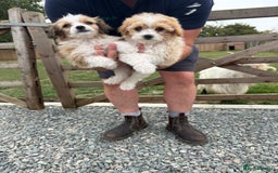 Morkie dogs for sale: Yorkshire tire + Maltese terrier  - Image 1