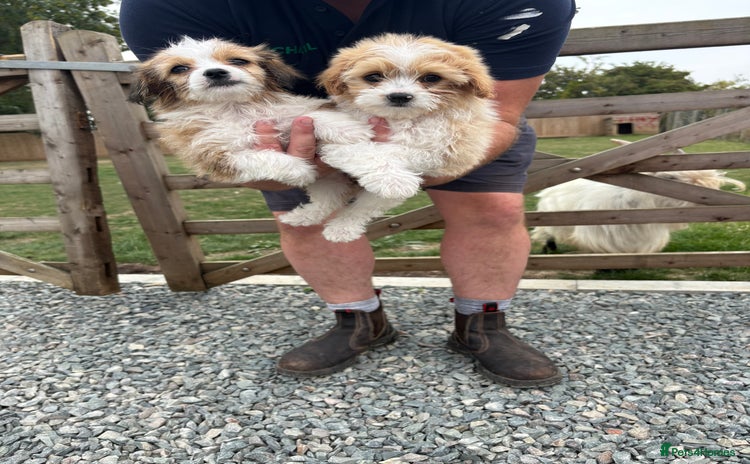 Morkie dogs - Advert 1