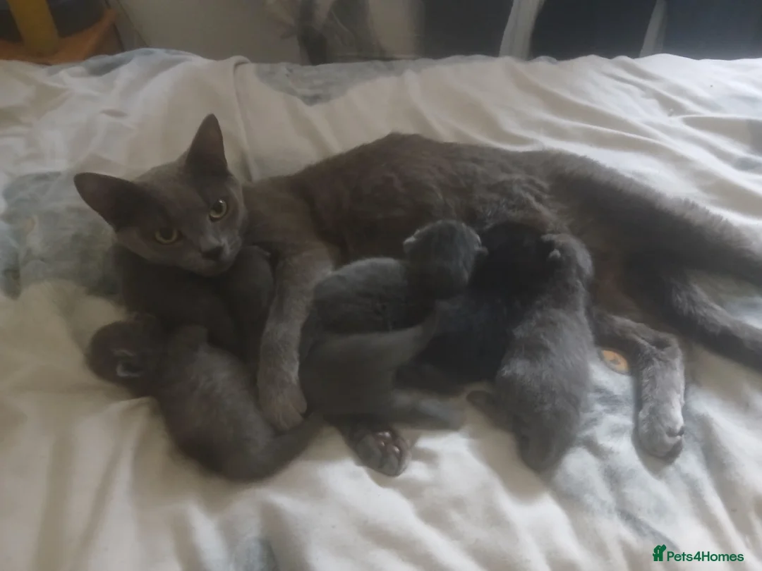 Mixed Breed cats for sale: Russian blue, mixed breed in Great Yarmouth - Advert 1