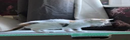 Domestic Shorthair cats for sale: Two beautiful rescue kittens - Advert 8