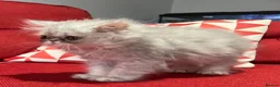 Persian cats for sale: Stunning silver Persian girl  - Advert 6