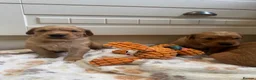 Golden Retriever dogs for sale: KC working line from health tested parents  in Saltburn-by-the-Sea - Advert 1