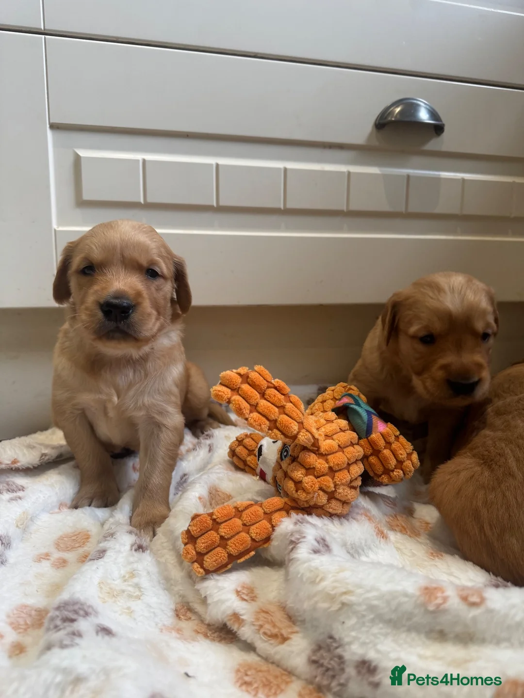 Golden Retriever dogs for sale: KC working line from health tested parents  in Saltburn-by-the-Sea - Advert 1