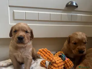 Golden Retriever dogs KC working line from health tested parents - Advert 1