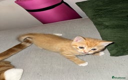 Domestic Shorthair cats for sale: 2 Male 2 female kittens for sale - Image 9