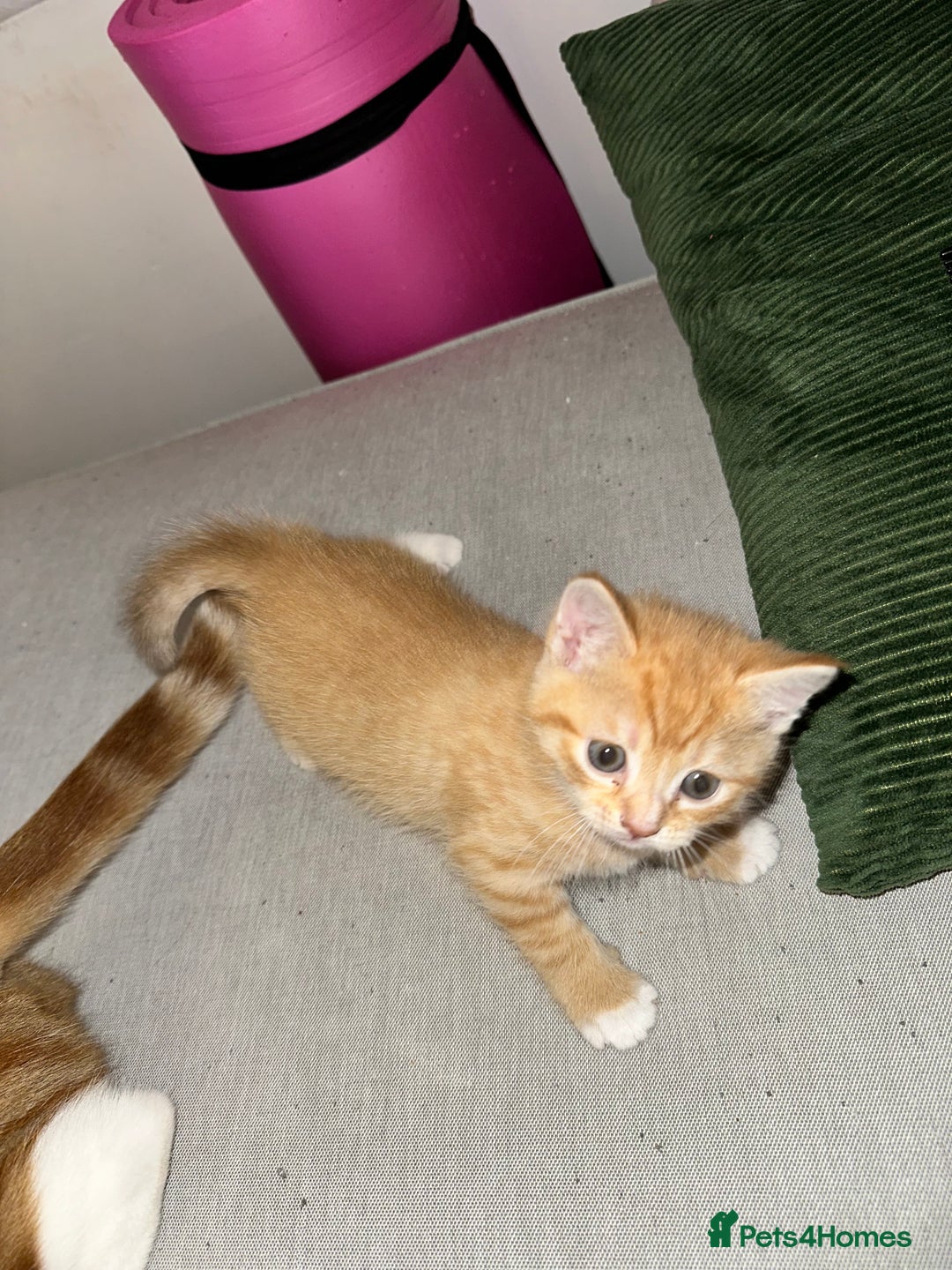 Domestic Shorthair cats for sale: 2 Male 2 female kittens for sale - Image 9