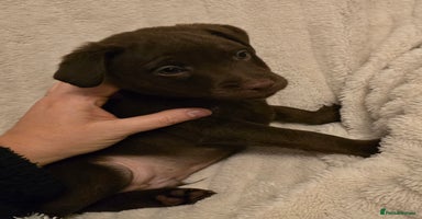 Patterdale Terrier dogs - Advert 6