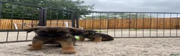 Border Terrier dogs for sale: ⭐️ KC BORDER TERRIERS, READY TO LEAVE NOW - Advert 19