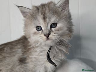 Maine Coon cats Chunky TICA registered Maine Coon Kittens - Advert 6