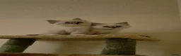 Ragdoll cats for sale: 2 TICA registered Ragdoll Kitten South Lanarkshire - Advert 8