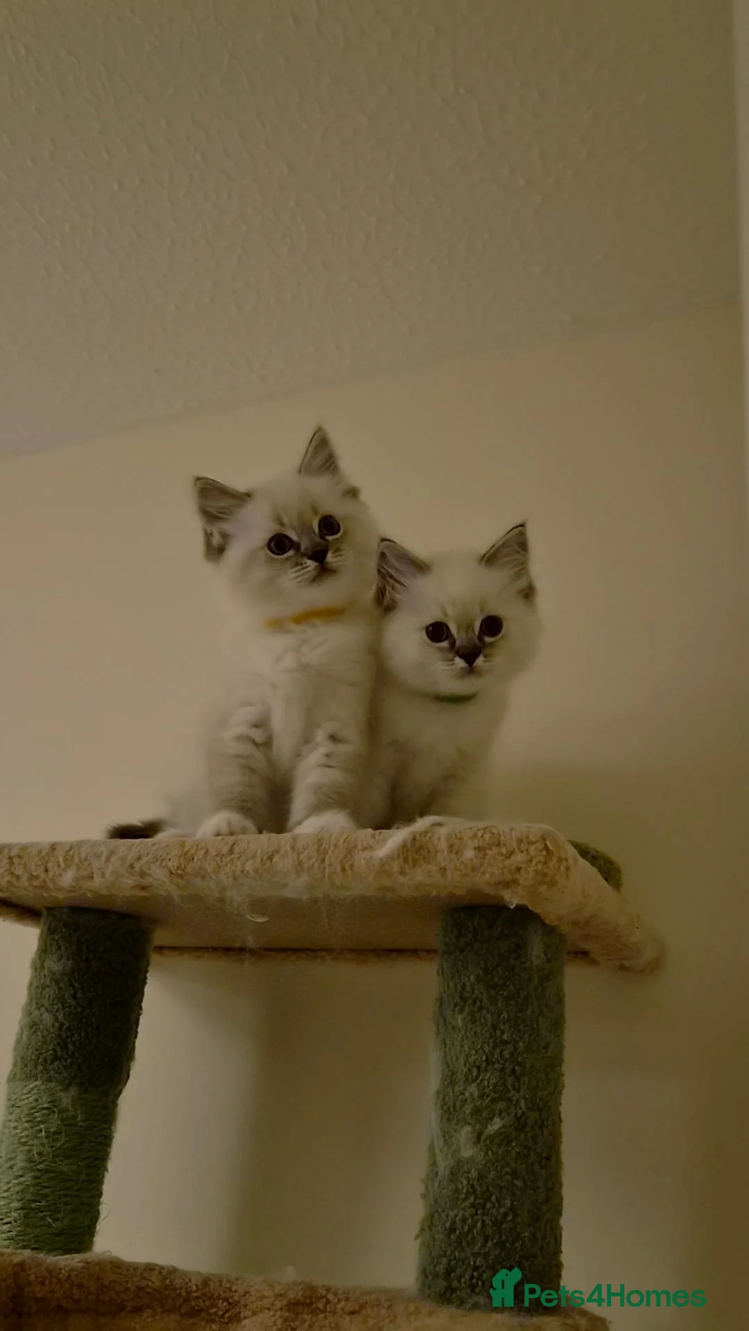 Ragdoll cats for sale: 2 TICA registered Ragdoll Kitten South Lanarkshire - Advert 8
