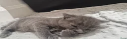 Domestic Shorthair cats for sale: 3 little princess and 3 little prince for sale  - Advert 11