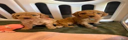 Cavapoo dogs for sale: Beautiful F1bb Cavapoo Puppies x 5 - Advert 13