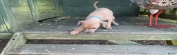 Italian Greyhound dogs for sale: Gorgeous Kc reg Italian greyhound  - Advert 28
