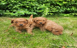 Toy Poodle dogs for sale: 🐩 KC Registered Toy Poodles 🐩 - Image 8